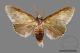 ǦW:Cnethodonta grisescens baibarana