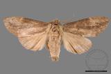 ǦW:Allodontoides tenebrosus fulva