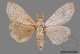 ǦW:Calliteara postfusca