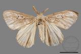 ǦW:Lymantria grisea kosemponis