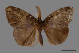 ǦW:Ilema olivacea