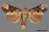 ǦW:Formofentonia orbifer rotundata