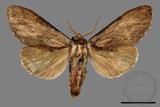 ǦW:Allodontoides tenebrosus fulva