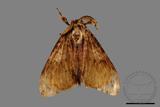 ǦW:Lymantria mathura subpallida