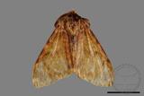 ǦW:Lymantria mathura subpallida