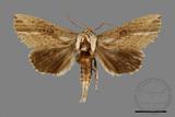 ǦW:Ramesa albistriga