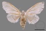 ǦW:Cnethodonta grisescens baibarana