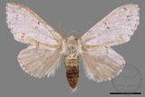 ǦW:Cnethodonta grisescens baibarana