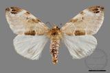 ǦW:Pida decolorata maculosa