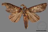 ǦW:Syntypistis cyanea