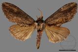 ǦW:Allodontoides tenebrosus fulva