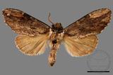 ǦW:Allodontoides tenebrosus fulva