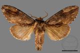 ǦW:Allodontoides tenebrosus fulva