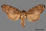 ǦW:Allodontoides tenebrosus fulva