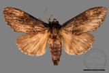 ǦW:Allodontoides tenebrosus fulva