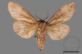 ǦW:Notodontidae Notodontidae