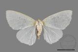 ǦW:Lymantriidae Lymantriidae