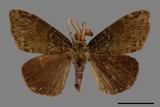 ǦW:Ilema olivacea