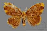 ǦW:Lymantriidae Lymantriidae