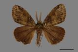 ǦW:Ilema olivacea