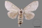 ǦW:Cnethodonta grisescens baibarana