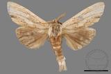 ǦW:Tensha striatella