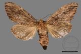 ǦW:Allodontoides tenebrosus fulva