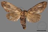 ǦW:Allodontoides tenebrosus fulva