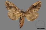 ǦW:Allodontoides tenebrosus fulva