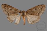 ǦW:Lymantria umbrifera