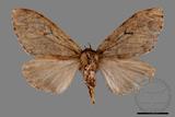 ǦW:Lymantria umbrifera