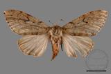 ǦW:Lymantria umbrifera