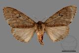 ǦW:Lymantria umbrifera