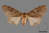 ǦW:Lymantria umbrifera