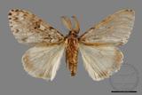 ǦW:Lymantria grisea kosemponis