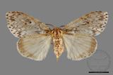 ǦW:Lymantria grisea kosemponis