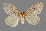 ǦW:Lymantria grisea kosemponis