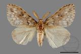 ǦW:Lymantria grisea kosemponis