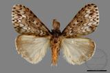 ǦW:Lymantria grisea kosemponis