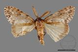 ǦW:Lymantria grisea kosemponis