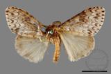 ǦW:Lymantria grisea kosemponis