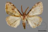 ǦW:Lymantria grisea kosemponis