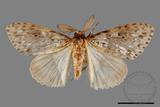 ǦW:Lymantria grisea kosemponis