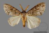 ǦW:Lymantria grisea kosemponis