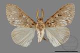 ǦW:Lymantria grisea kosemponis