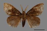 ǦW:Ilema olivacea