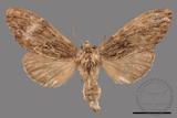 ǦW:Allodontoides tenebrosus fulva