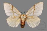 ǦW:Lymantria xylina xylina