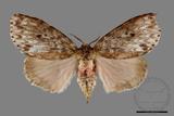 ǦW:Lymantria grisea kosemponis