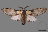 ǦW:Hyrpyia longipennis